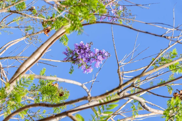 Flores Violetas Semillas Del Árbol Jacaranda Entre Follaje Contra Cielo —  Fotos de Stock
