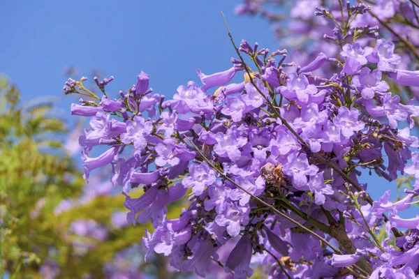 青い空に向かって葉の間にジャカランダの木の紫色の花や種 ストック画像
