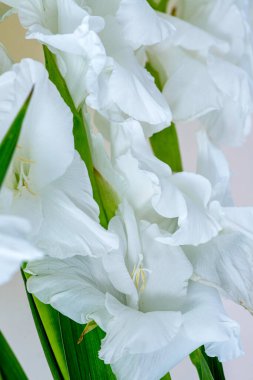 Beyaz gladiolus çiçekleri bulanık bir arkaplanda kapanıyor. Yumuşak seçici odak