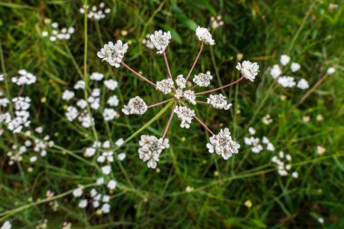 Torilis japonica 'nın beyaz çiçekleri Japon çit maydanozu. Seçici odak
