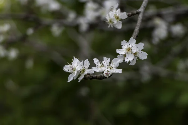 Flores Brancas Árvores Pêra Florescendo Closeup Primavera Fundo Borrado — Fotografia de Stock