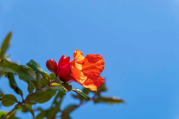 Flores Rojas Brotes Árbol Granada Floreciente Cerca Entre Follaje Verde — Foto de Stock