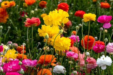 Bahçe bitkilerinin sarı çiçekleri çiçek arkaplanını kapatır.
