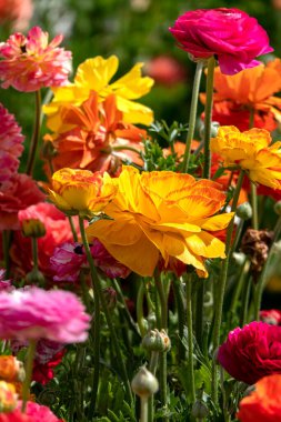 Bahçe bitkilerinin sarı çiçekleri çiçek arkaplanını kapatır.