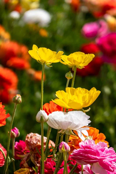 Flores Amarillas Jardín Cultivadas Cerca Sobre Fondo Floral — Foto de Stock