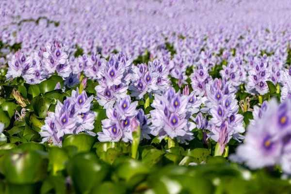 城市池塘长满了紫罗兰花和水仙花 有选择的重点 — 图库照片
