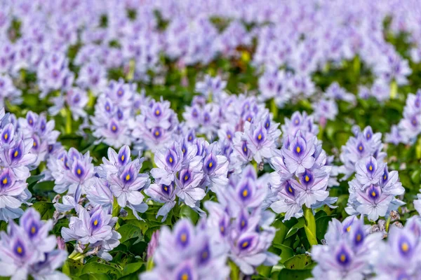 城市池塘长满了紫罗兰花和水仙花 有选择的重点 — 图库照片