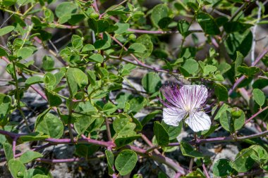 Caper Bush veya Flinders Rose veya Capparis spinosa narin çiçekleri yakın plan. Seçici odak