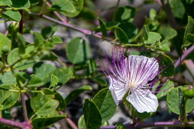 Caper Bush veya Flinders Rose veya Capparis spinosa narin çiçekleri yakın plan. Seçici odak