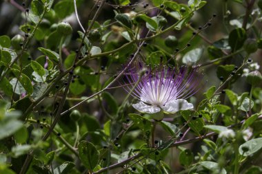 Caper Bush veya Flinders Rose veya Capparis spinosa narin çiçekleri yakın plan. Seçici odak