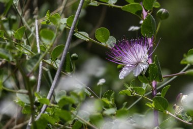 Caper Bush veya Flinders Rose veya Capparis spinosa narin çiçekleri yakın plan. Seçici odak