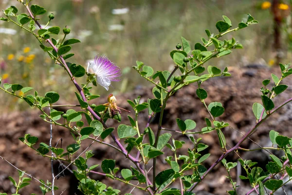 Caper Bush veya Flinders Rose veya Capparis spinosa narin çiçekleri yakın plan. Seçici odak
