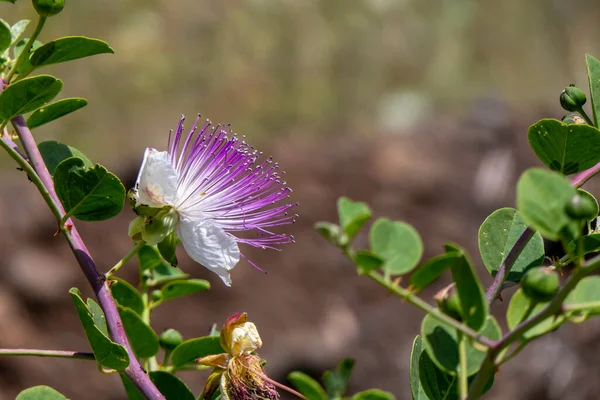 Caper Bush veya Flinders Rose veya Capparis spinosa narin çiçekleri yakın plan. Seçici odak