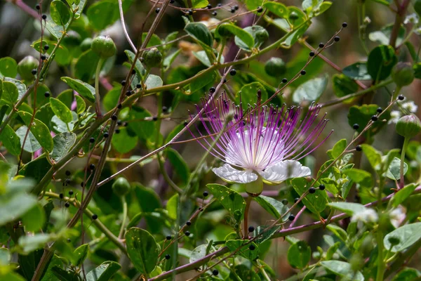 Caper Bush Flinders Rose Capparis Spinosa Delicate Bloemen Close Selectieve — Stockfoto