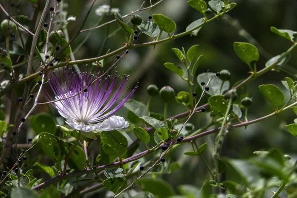 Caper Bush veya Flinders Rose veya Capparis spinosa narin çiçekleri yakın plan. Seçici odak