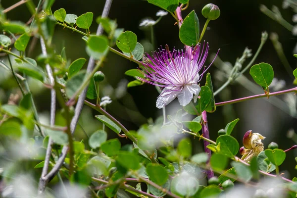 Caper Bush veya Flinders Rose veya Capparis spinosa narin çiçekleri yakın plan. Seçici odak