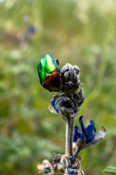 Метелки Сияющий Зеленый Медный Жук Protaetia Cuprea Крупным Планом Зеленом — стоковое фото