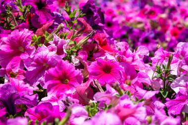 Çiçekli çok renkli petunya çiçekleri güneş ışığında çiçek açıyor. Beyaz, pembe, mor, leylak desenli bitkiler.