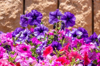 Çiçekli çok renkli petunya çiçekleri güneş ışığında çiçek açıyor. Beyaz, pembe, mor, leylak desenli bitkiler.