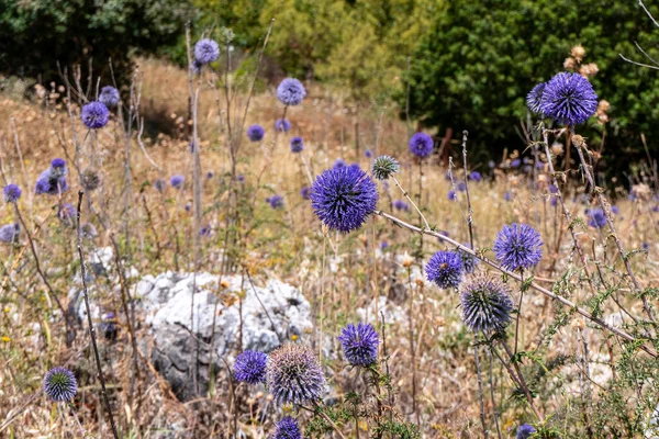 Violet Fleur Échinops Bannaticus Globe Bleu Chardon Membre Famille Des — Photo