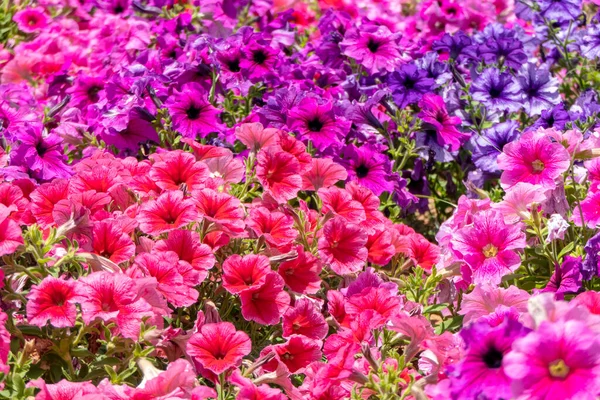 Цветочное Ложе Разноцветной Петунии Цветущей Солнечном Свете Белые Розовые Фиолетовые — стоковое фото