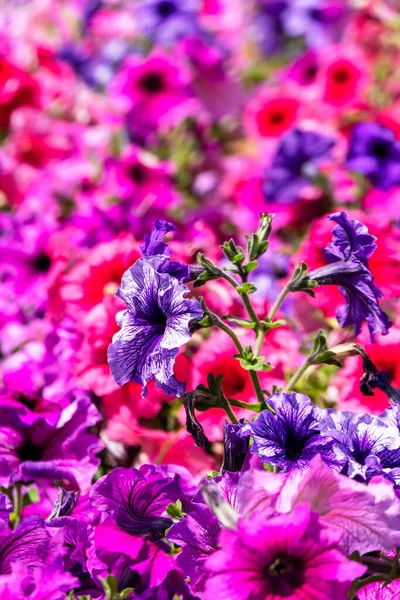 Цветочное Ложе Разноцветной Петунии Цветущей Солнечном Свете Белые Розовые Фиолетовые — стоковое фото