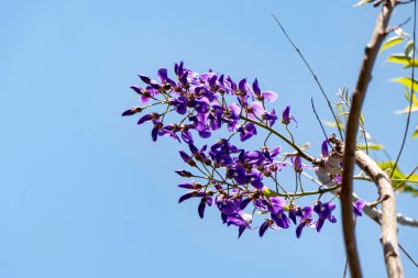 Çiçek açan Çin Wisteria 'sı ve Japon Wisteria Floribunda Macrobotrys. Mor çiçekler kapanıyor. Seçici odak