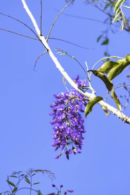 Çiçek açan Çin Wisteria 'sı ve Japon Wisteria Floribunda Macrobotrys. Mor çiçekler kapanıyor. Seçici odak