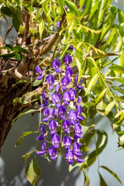 Çiçek açan Çin Wisteria 'sı ve Japon Wisteria Floribunda Macrobotrys. Mor çiçekler kapanıyor. Seçici odak