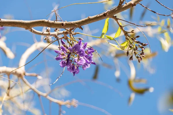 中国語の藤と日本の藤の花を咲かせる Floribunda Macrobotrys バイオレットの花が閉じます 選択的焦点 — ストック写真