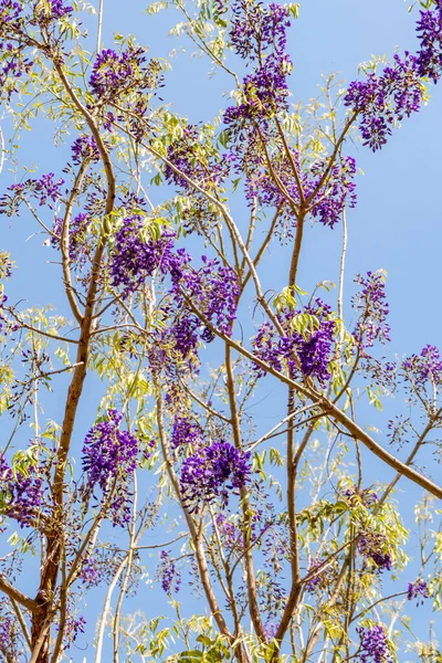 Bloeiende Chinese Wisteria Japanse Wisteria Floribunda Macrobotrys Violette Bloemen Sluiten — Stockfoto