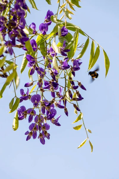 Çiçek açan Çin Wisteria 'sı ve Japon Wisteria Floribunda Macrobotrys. Mor çiçekler kapanıyor. Seçici odak