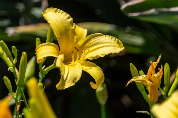 Gelbe Taglilien Blühen Aus Nächster Nähe Sonnenlicht Kulturpflanze Garten — Stockfoto