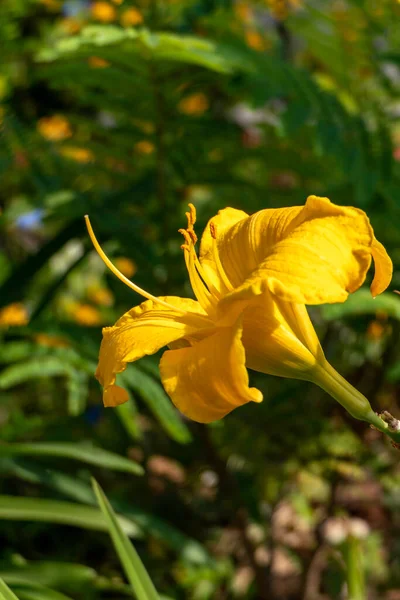 Flor Amarilla Día Cerca Luz Del Sol Planta Jardín Cultivada —  Fotos de Stock