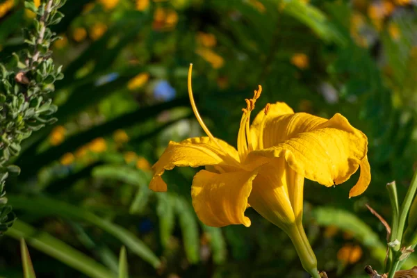 Flor Amarilla Día Cerca Luz Del Sol Planta Jardín Cultivada —  Fotos de Stock
