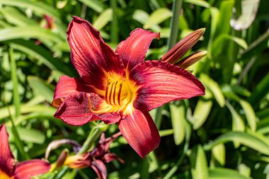 Kırmızı Daylily çiçekleri kapanıyor. Tarımsal bahçe bitkisi. Seçici odak.
