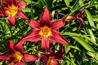 Kırmızı Daylily çiçekleri kapanıyor. Tarımsal bahçe bitkisi. Seçici odak.