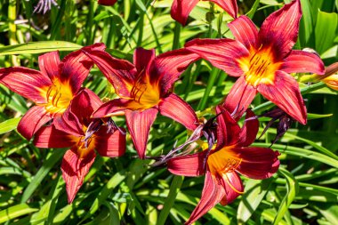 Kırmızı Daylily çiçekleri kapanıyor. Tarımsal bahçe bitkisi. Seçici odak.