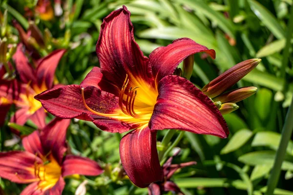 Kırmızı Daylily çiçekleri kapanıyor. Tarımsal bahçe bitkisi. Seçici odak.