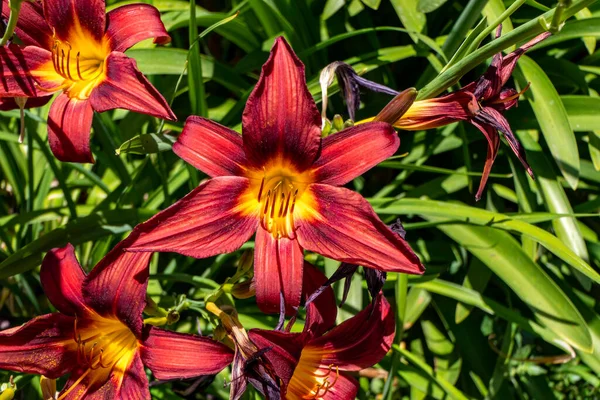 Kırmızı Daylily çiçekleri kapanıyor. Tarımsal bahçe bitkisi. Seçici odak.