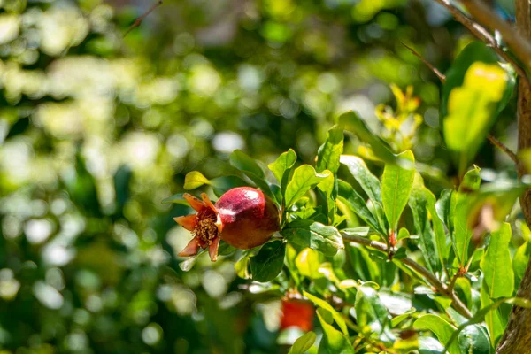 Äggstockarna Och Mognande Frukter Granatäppleträdet Närbild Bland Bladverket Suddig Bakgrund — Stockfoto