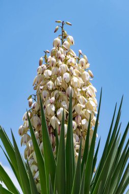 Yucca Gloriosa daimi yeşil sulu kaktüs çalısı İspanyol Hançer beyaz çiçekleri de denir.