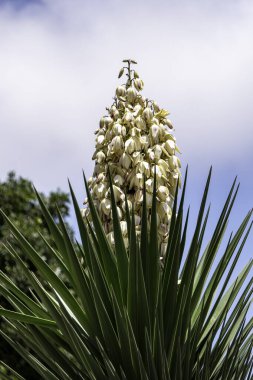 Yucca Gloriosa daimi yeşil sulu kaktüs çalısı İspanyol Hançer beyaz çiçekleri de denir.