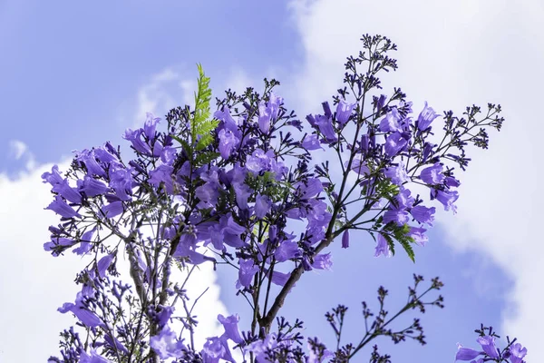 Lilac Bloemen Van Jacaranda Boom Opsluiten Tegen Lucht Selectieve Focus — Stockfoto
