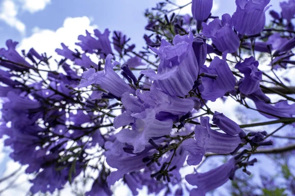 ジャカランダの木のライラックの花が空に近づいています 選択的焦点 — ストック写真