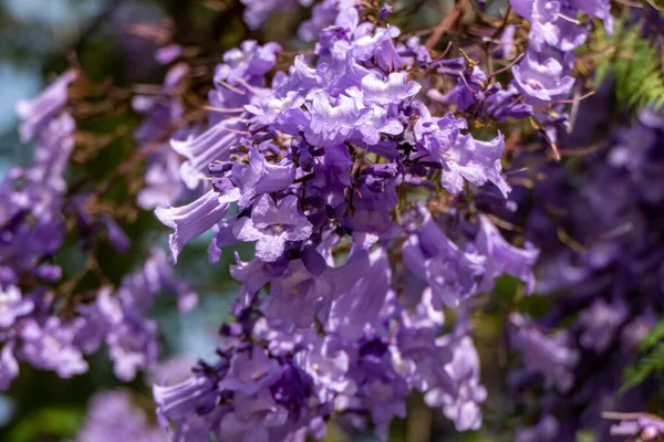 ジャカランダの木のライラックの花が空に近づいています 選択的焦点 — ストック写真