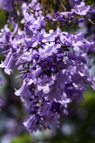 Lilac Bloemen Van Jacaranda Boom Opsluiten Tegen Lucht Selectieve Focus — Stockfoto