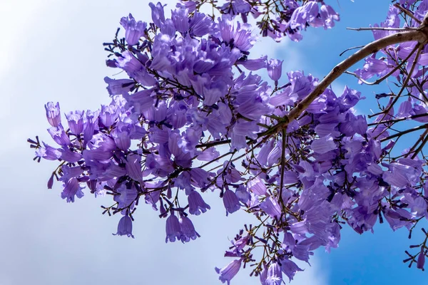 ジャカランダの木のライラックの花が空に近づいています 選択的焦点 ロイヤリティフリーのストック画像