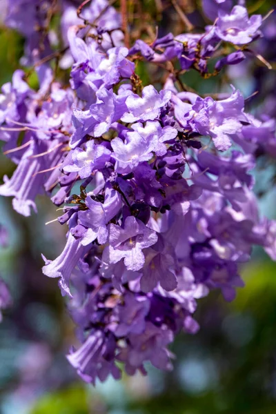 ジャカランダの木のライラックの花が空に近づいています 選択的焦点 ロイヤリティフリーのストック画像