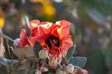 Thepesia Populnea 'nın kırmızı ve sarı çiçekleri veya Portia veya Pacific Rosewood veya Hint lale ağacı yakın plan